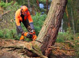 Best Tree Removal  in Pierce, CO